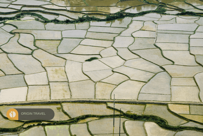 Mai Chau rice filed